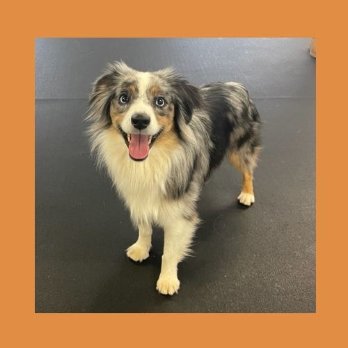 Joey happy after class